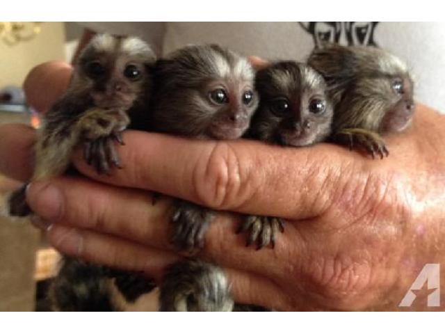 Adorable Finger Marmoset Monkeys Ready Now
